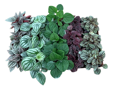 Assortment